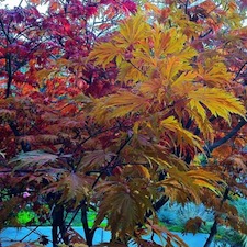 Plants used in Barbara Safranek's landscape designs.