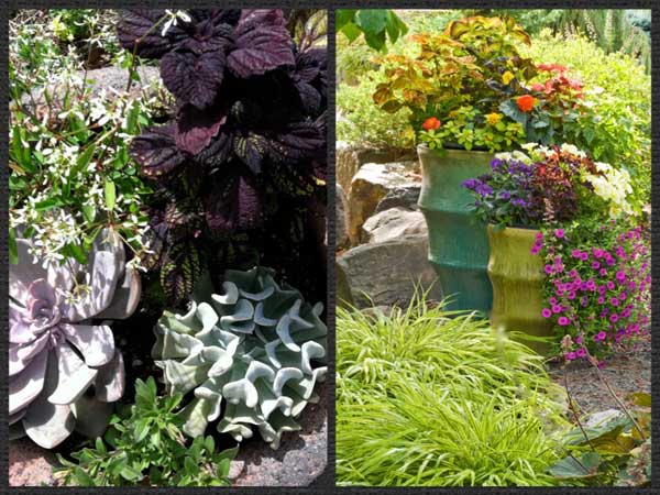 container gardening - Barbara Safranek Design