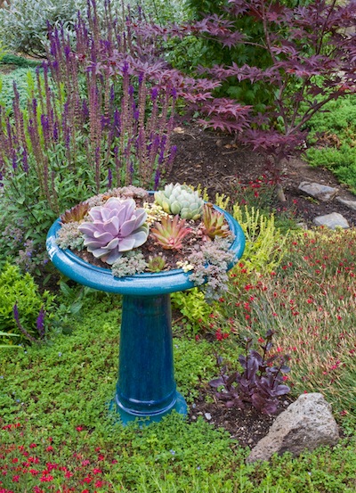 succulent bird bath