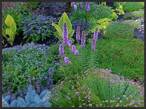 cool color plantings – Barbara Safranek design