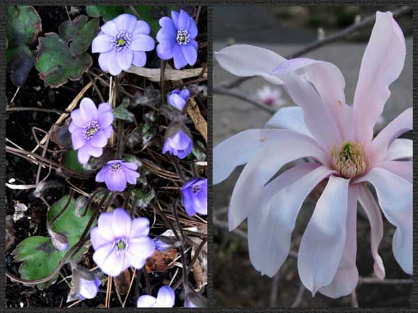 Early-spring-Hepatica-and-Star-Magnolia