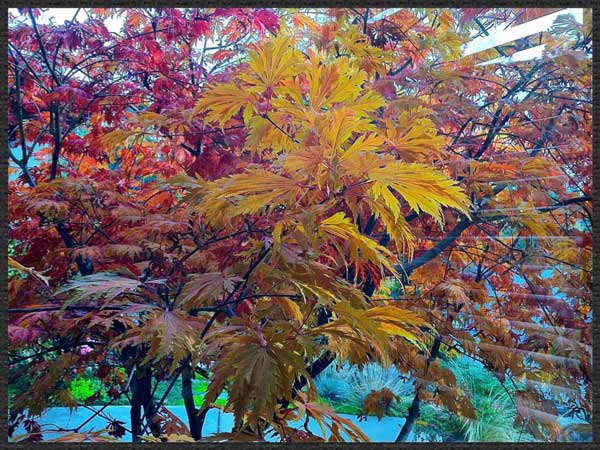 Japanese maple fall color