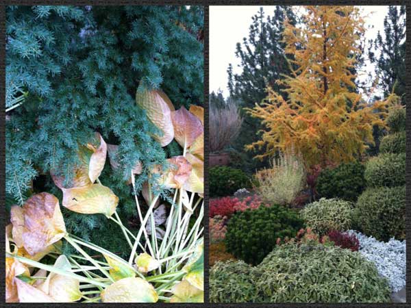 fall color in the garden