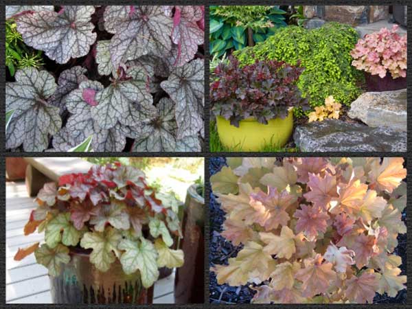 heucheras in many colors