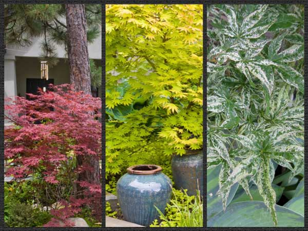 Japanese maples in the garden