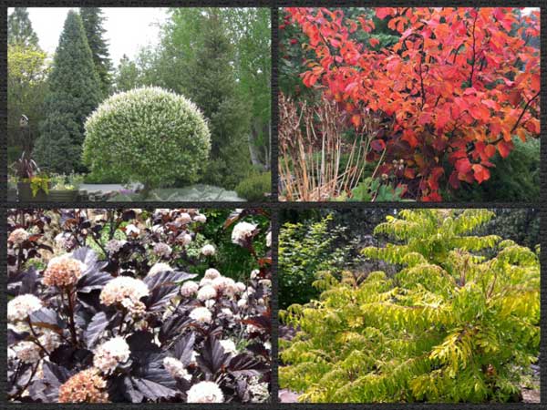 Large-shrubs-with-impact