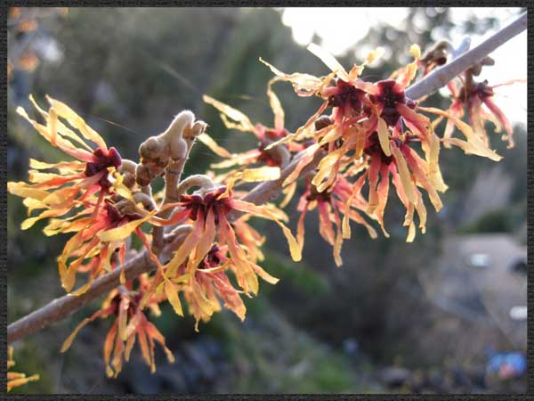 March-harbinger