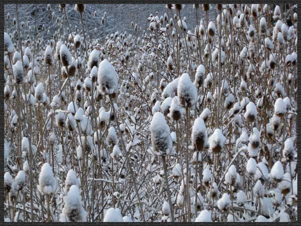 Seed-heads-in-winter