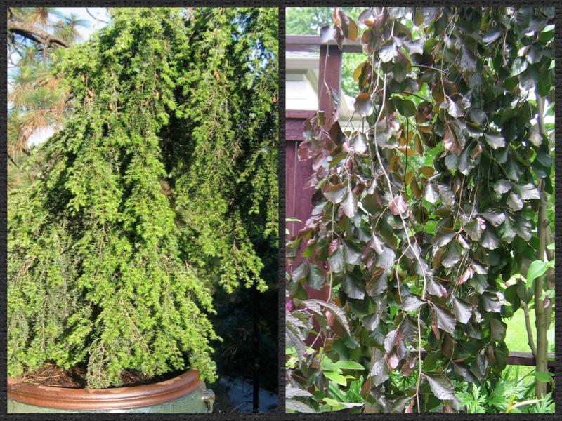 garden design - weeping forms