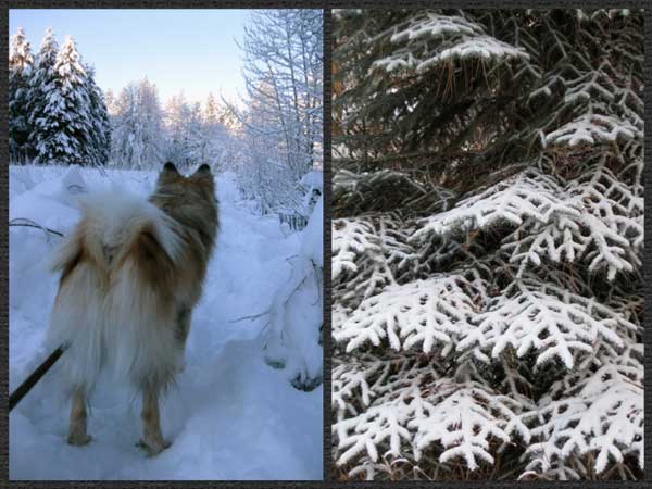 Winter-is-for-sheepdogs