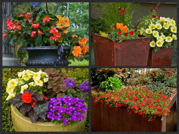 annuals in containers