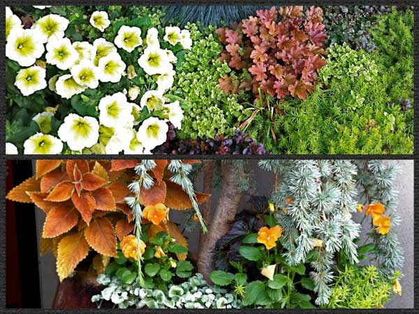 annuals and perennials mixed