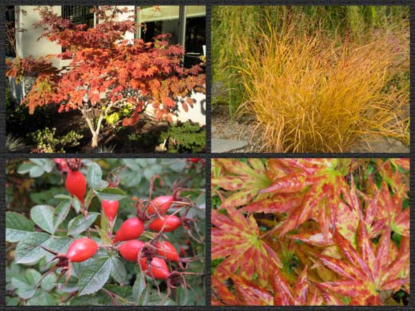 fall color for the Spokane garden