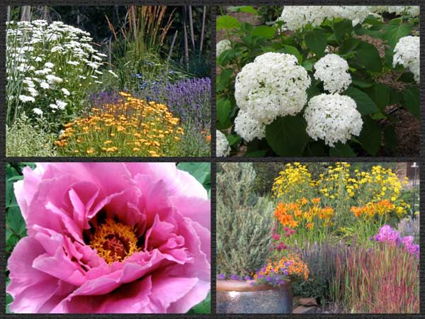 hardy flowers for the Spokane garden