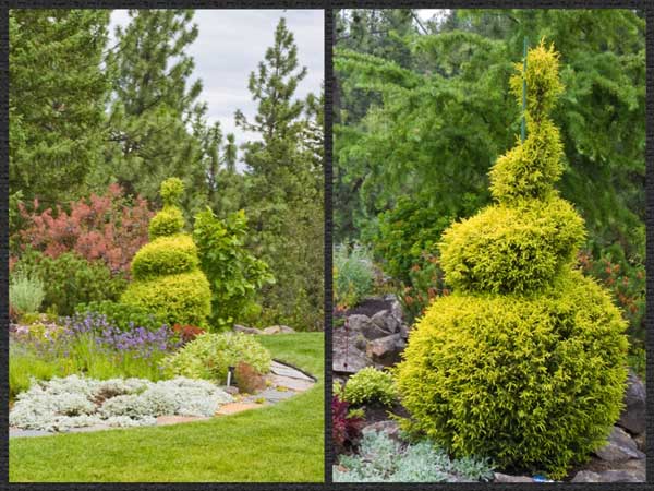 gold foliage evergreens