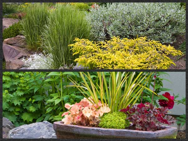 texture combinations in the garden