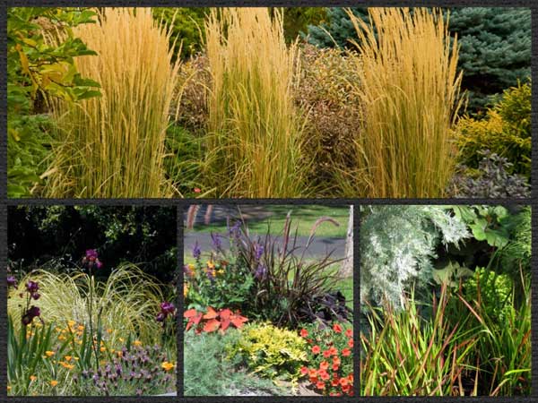 ornamental grasses