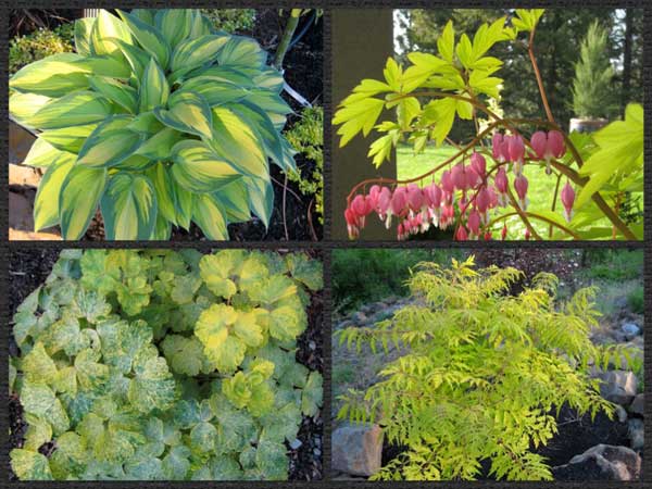 gold foliage accents for the garden