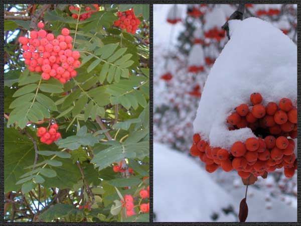 fall and winter garden color