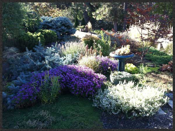 shadowy-fall-asters-in-bloom