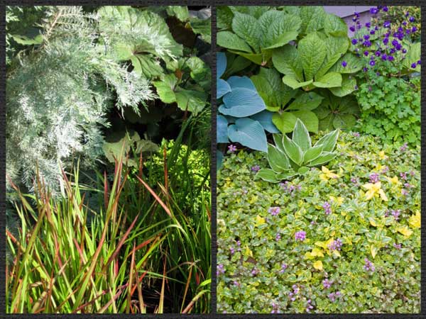 plant combinations - textures